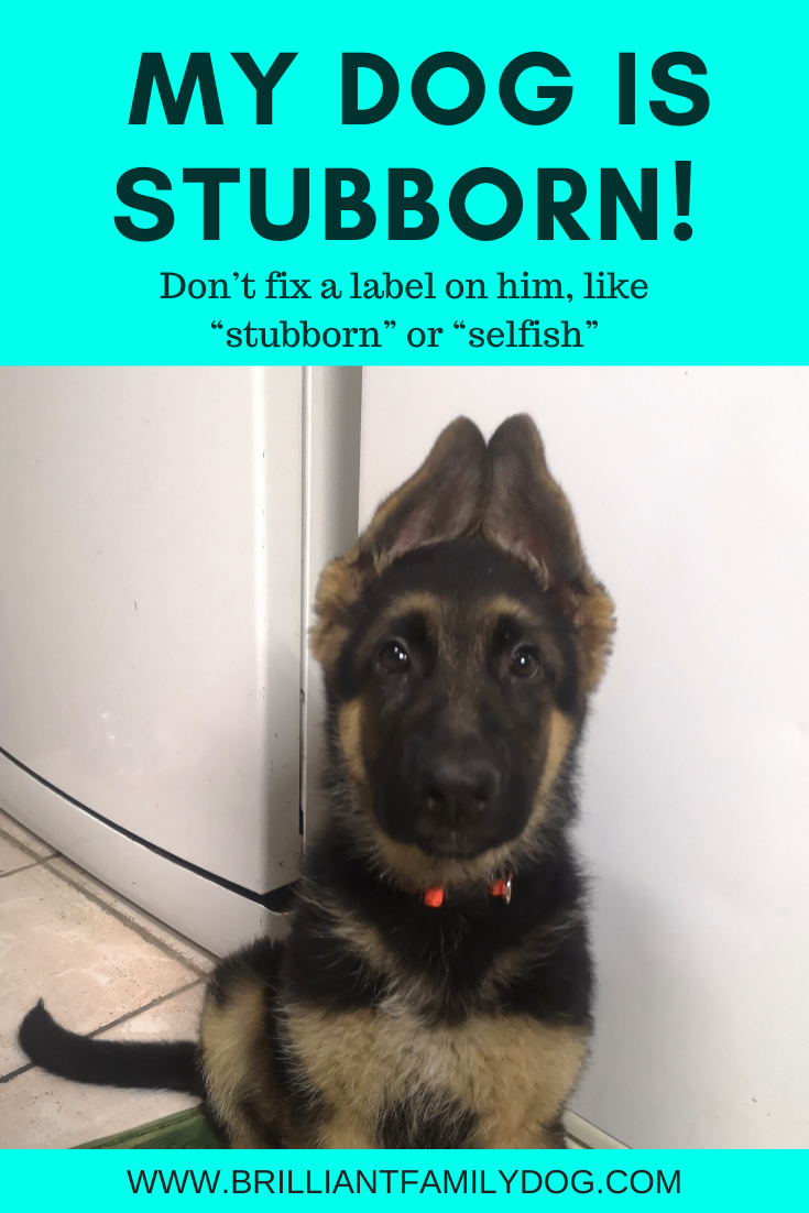 Dog possessive sales of owner